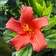 Hibiscus boryanus - Hibiscus de la Réunion ( Foulsapate marron)