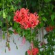 Hibiscus schizopetalus - Hibiscus tropical dentelle