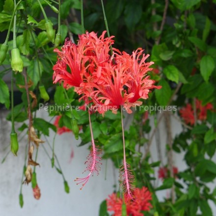 Hibiscus schizopetalus - Hibiscus tropical dentelle