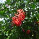 Hibiscus schizopetalus - Hibiscus tropical dentelle