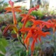 Watsonia bulbifera