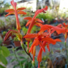 Watsonia bulbifera