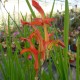 Watsonia bulbifera