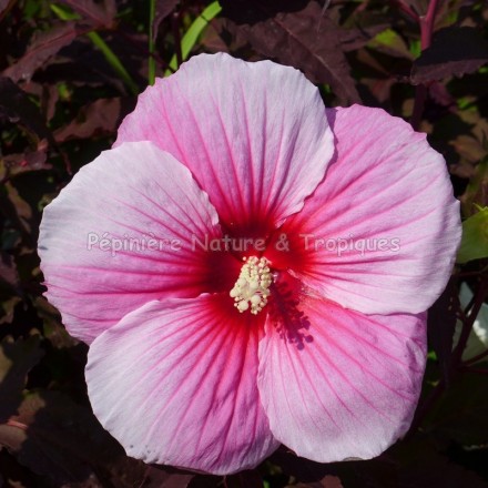 Hibiscus x moscheutos 'Summer Storm' - Hibiscus rustique rose au feuillage foncé