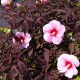 Hibiscus x moscheutos 'Summer Storm' - Hibiscus rustique rose au feuillage foncé