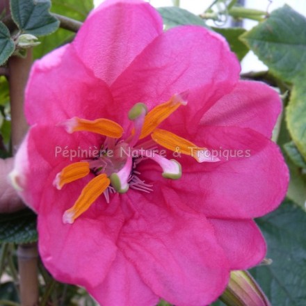 Passiflore antioquiensis - Passiflore rose fushia