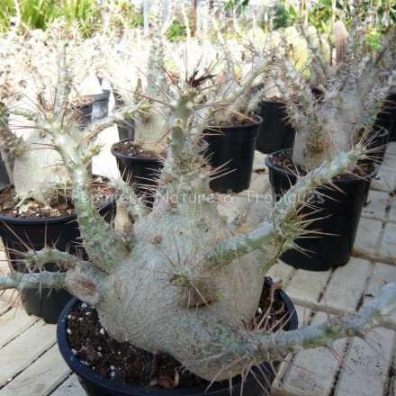 Pachypodium saundersii