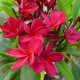 Plumeria rubra ' Sangria' - Frangipanier rouge