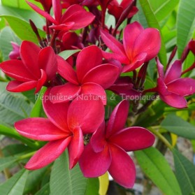 Plumeria rubra ' Sangria' - Frangipanier rouge