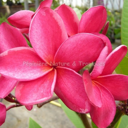 Plumeria rubra ' Desert Sunrise' - Frangipanier rose très foncé