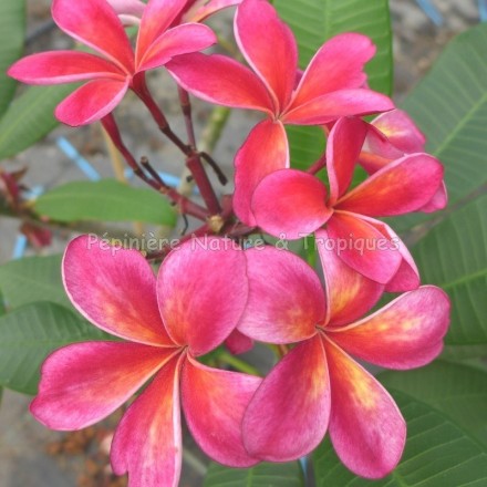 Plumeria rubra 'Thaï Splash' - Frangipanier Rouge