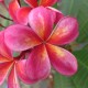 Plumeria rubra 'Thaï Splash' - Frangipanier Rouge