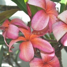 Plumeria rubra 'Tirat Shalom' - Frangipanier Rouge violacé