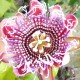 Passiflora alata