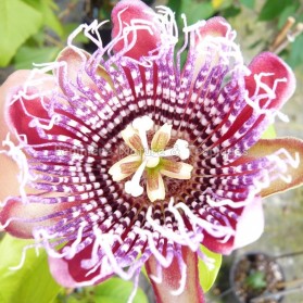 Passiflora  Le Peuple d'À Côté