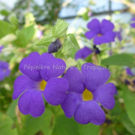 Thunbergia battiscombei