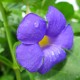 Thunbergia battiscombei