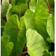 Colocasia 'Pink China'