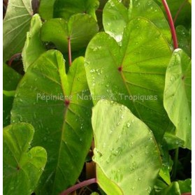 Colocasia 'Pink China'