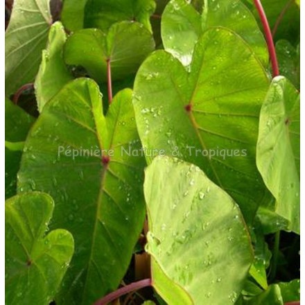 Colocasia 'Pink China'