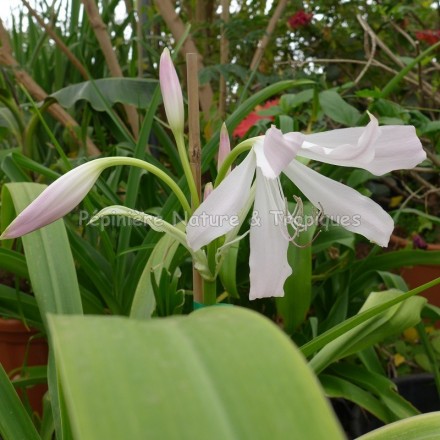 Crinum moorei - Crinum de Moore