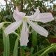 Crinum moorei - Crinum de Moore