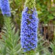 Echium candicans (syn.Echium fastuosum) - Vipérine