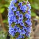 Echium candicans (syn.Echium fastuosum) - Vipérine