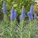 Echium candicans (syn.Echium fastuosum) - Vipérine