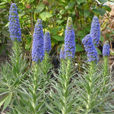 Echium candicans (syn.Echium fastuosum) - Vipérine