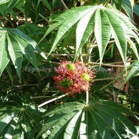 Jatropha multifida - Arbre Corail