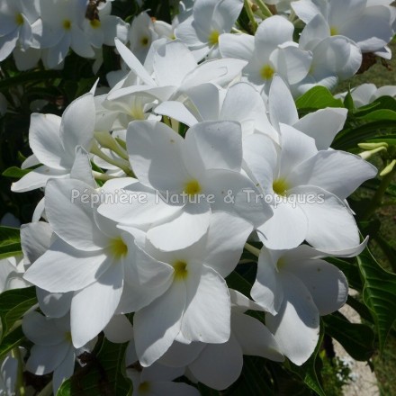 Plumeria pudica - Frangipanier blanc