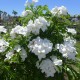 Plumeria pudica - Frangipanier blanc