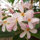 Plumeria obtusa 'Dwarf Pink Singapore' - Frangipanier rose et blanc