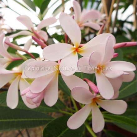 Plumeria obtusa 'Dwarf Pink Singapore' - Frangipanier rose et blanc