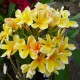 Plumeria rubra 'Afrique' - Frangipanier jaune