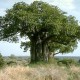 Adansonia digitata - Baobab africain