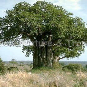 Adansonia digitata - Baobab africain