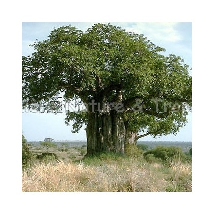 Adansonia digitata - Baobab africain