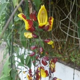 Thunbergia mysorensis - Liane de Mysore