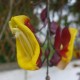 Thunbergia mysorensis - Liane de Mysore