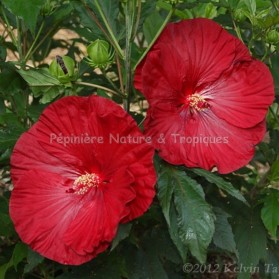 Hibiscus x moscheutos 'Cranberry Crush'- Hibiscus des Marais