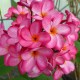 Plumeria rubra 'Pixie Dust' - Frangipanier rose