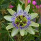 Passiflora caerulea - Passiflore rustique bleue et blanche