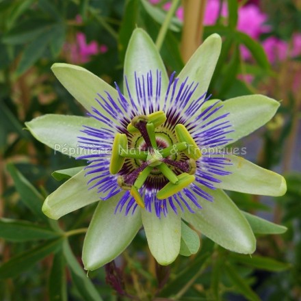 Passiflora caerulea - Passiflore rustique bleue et blanche