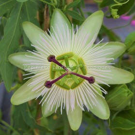 Passiflora 'Avalanche' - Passiflore blanche