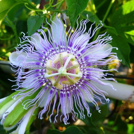 Passiflora incarnata - Passiflora comestible