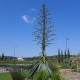 Furcraea bedinghausii - Dracaena de Bedinghaus