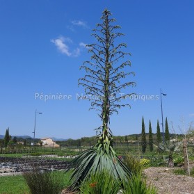 Furcraea bedinghausii - Dracaena de Bedinghaus