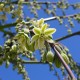 Furcraea bedinghausii - Dracaena de Bedinghaus